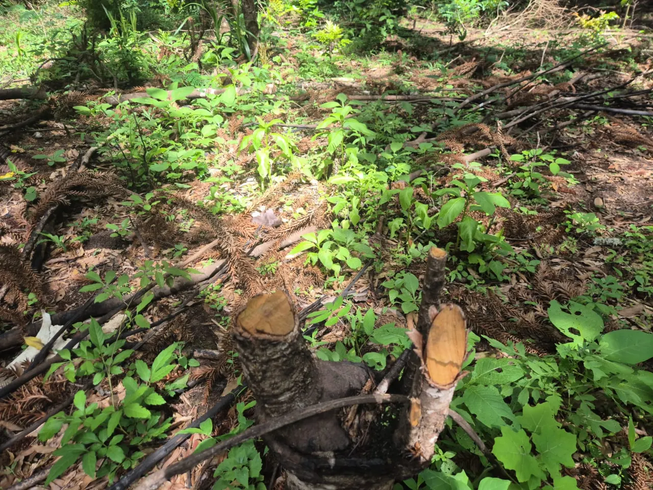 PM Ambiental aplica multas após identificar desmatamento em área de Mata Atlântica em Rebouças