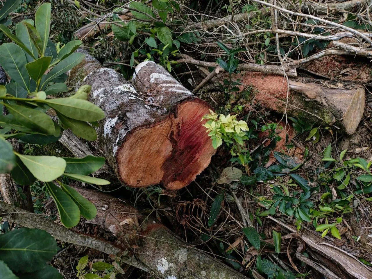 Desmate ilegal gera multa de R$ 7 mil em Prudentópolis