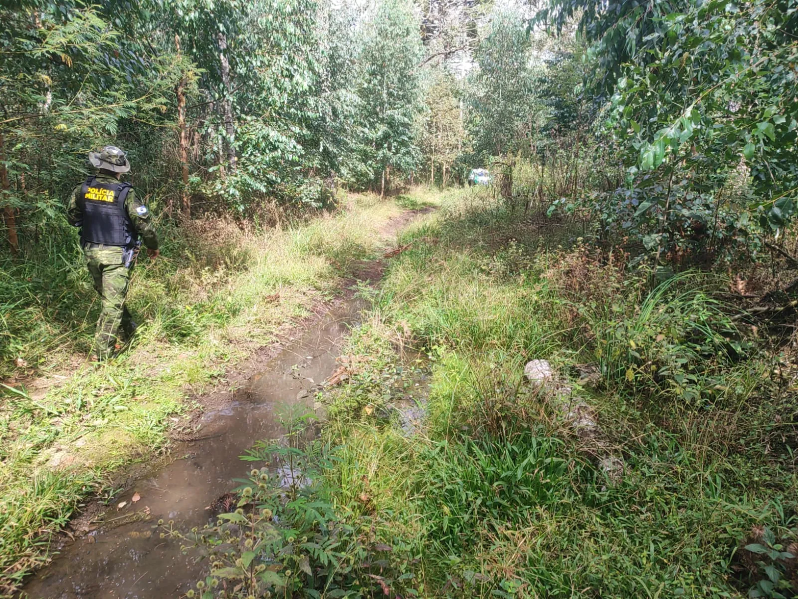 Polícia Ambiental flagra destruição de floresta e corte ilegal de araucárias em Mallet