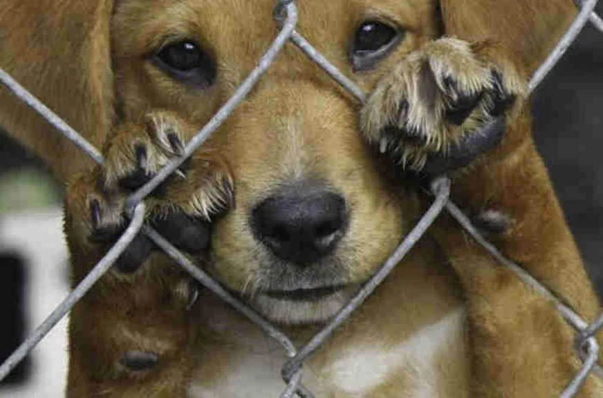 Comissão aprova criação de disque-denúncia para maus-tratos a animais