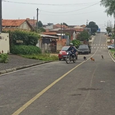 Cães soltos e ataques frequentes preocupam moradores em diversos bairros de Irati