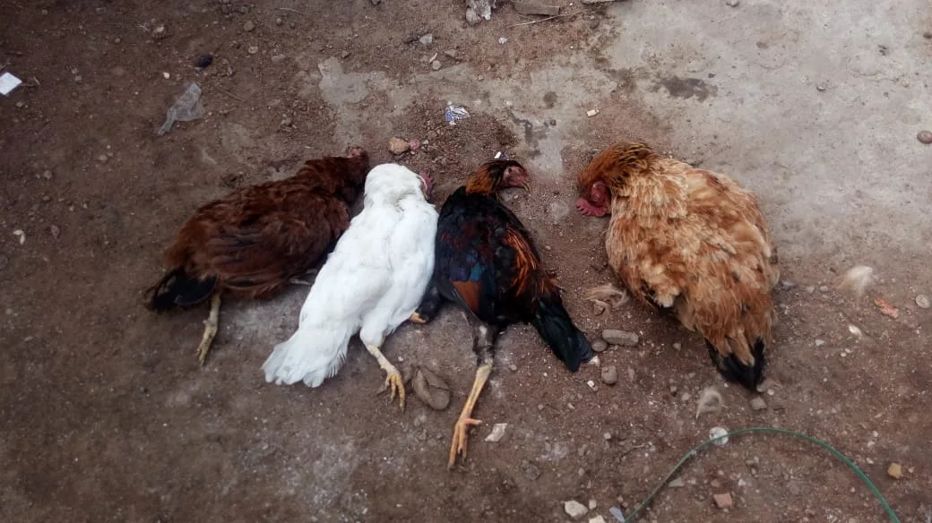 Homem é preso após furtar galinhas de casal de idosos e ser flagrado depenando as aves em Rebouças