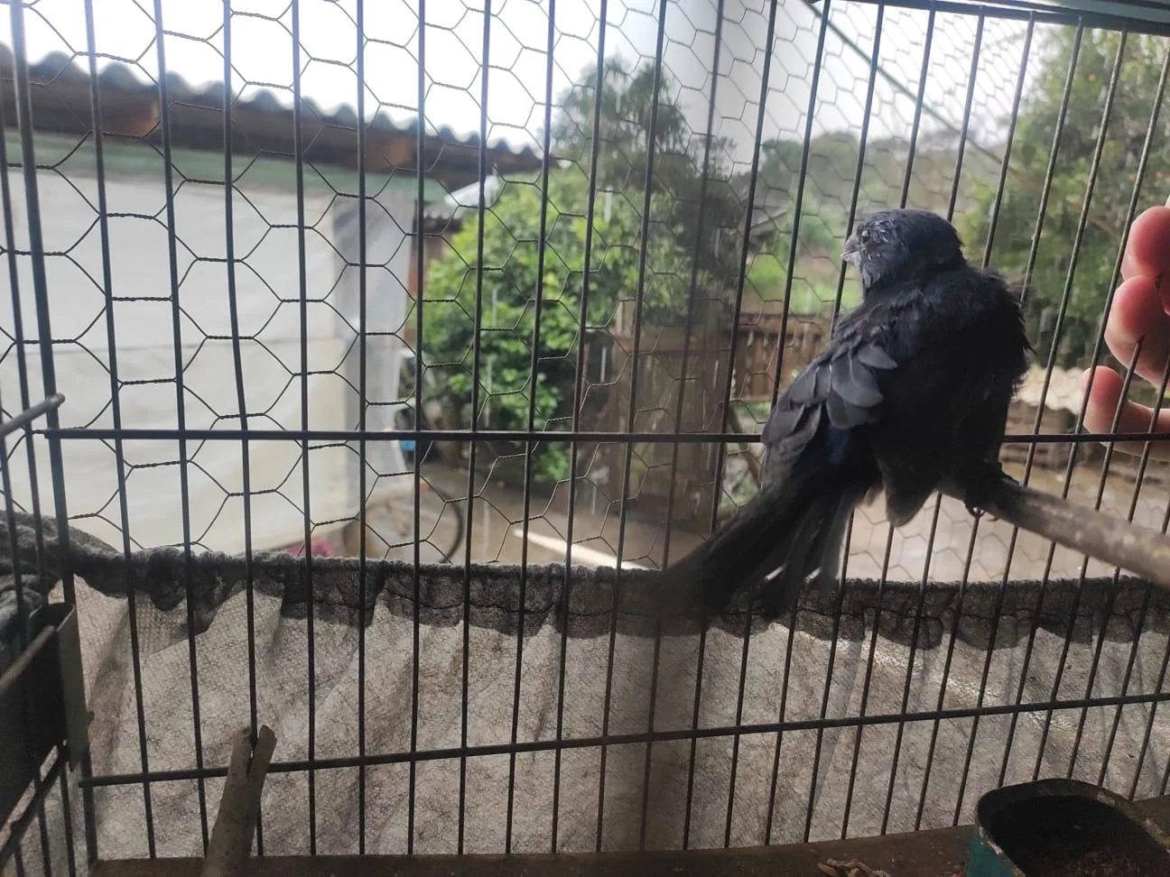 Sete aves silvestres são apreendidas em cativeiro ilegal em São Mateus do Sul