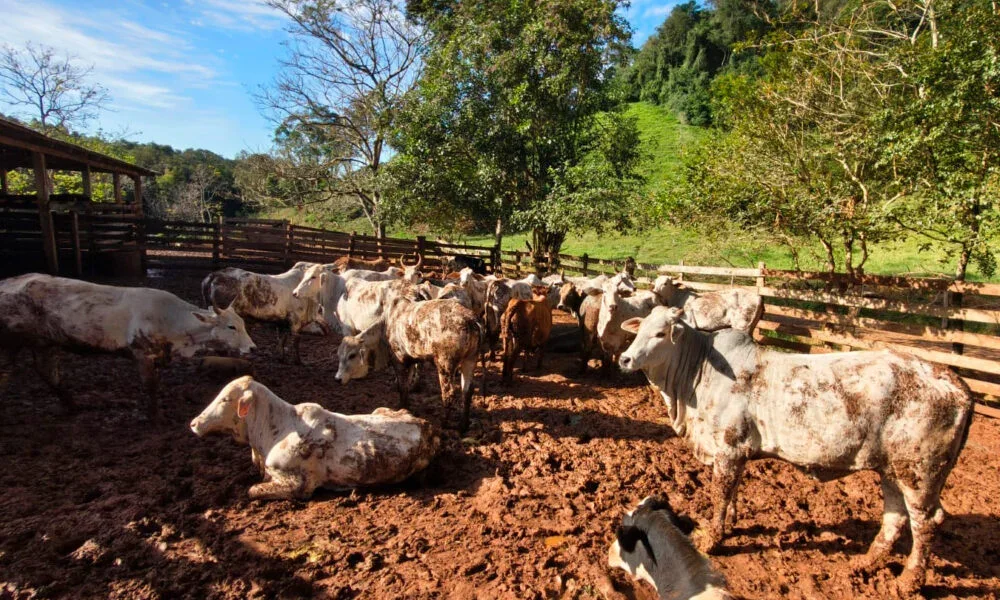 Paraná tem 67% dos rebanhos atualizados e Adapar alerta para prazo final de 30 de junho