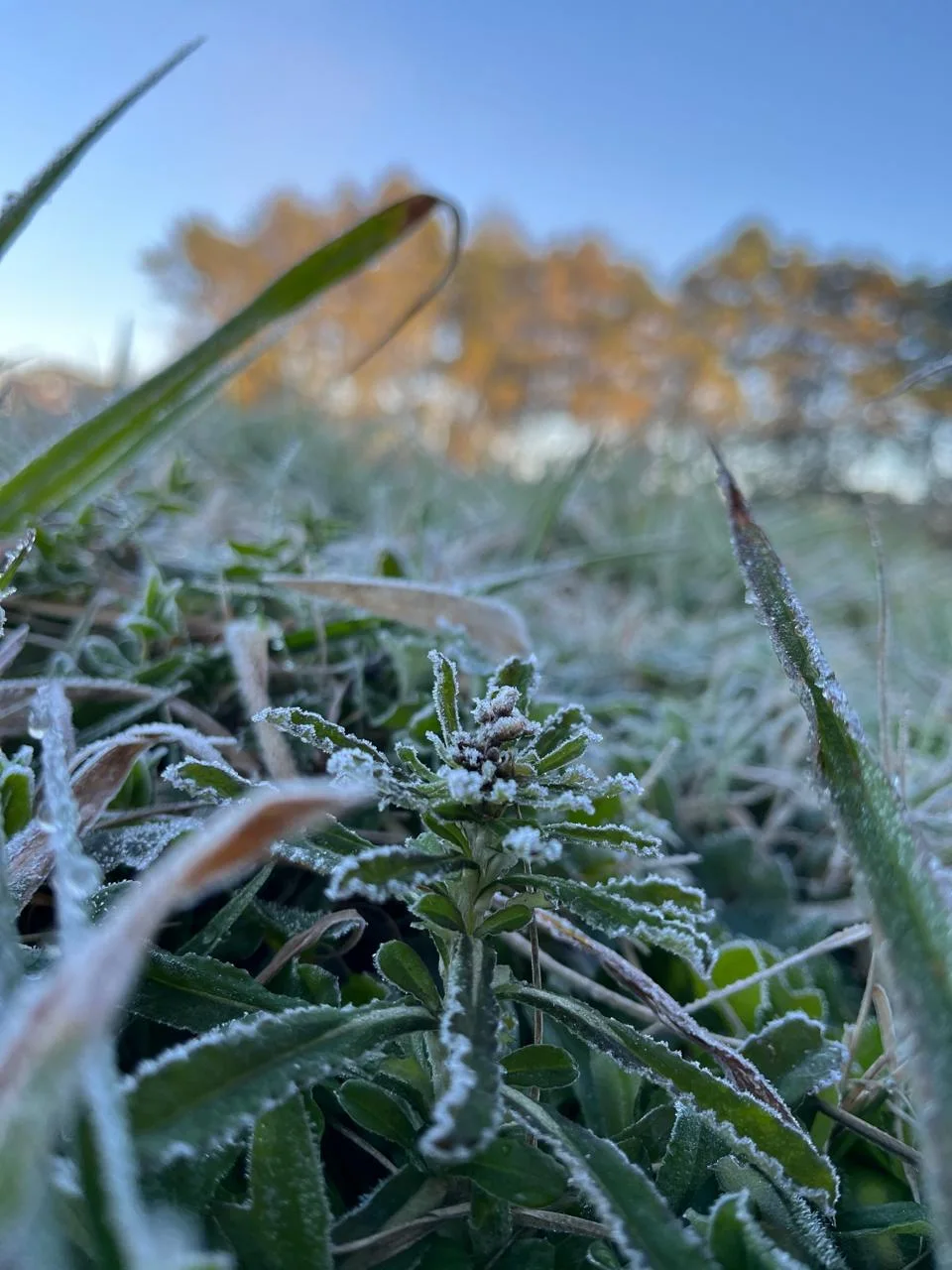 Onda de frio derruba sensação térmica em Irati e registra -0,4°C nesta quarta-feira