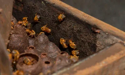Estudo do Tecpar e UFPR demonstra potencial farmacêutico da própolis azul
