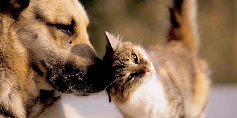 Comissão aprova criação de programa de proteção e controle populacional de cães e gatos