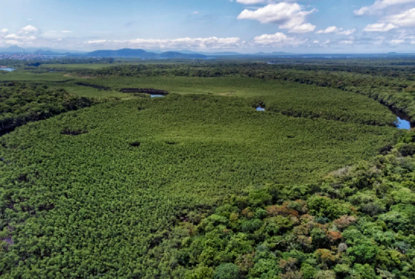 Paraná reduziu em 87,5% desmatamento da Mata Atlântica entre 2020 e 2025