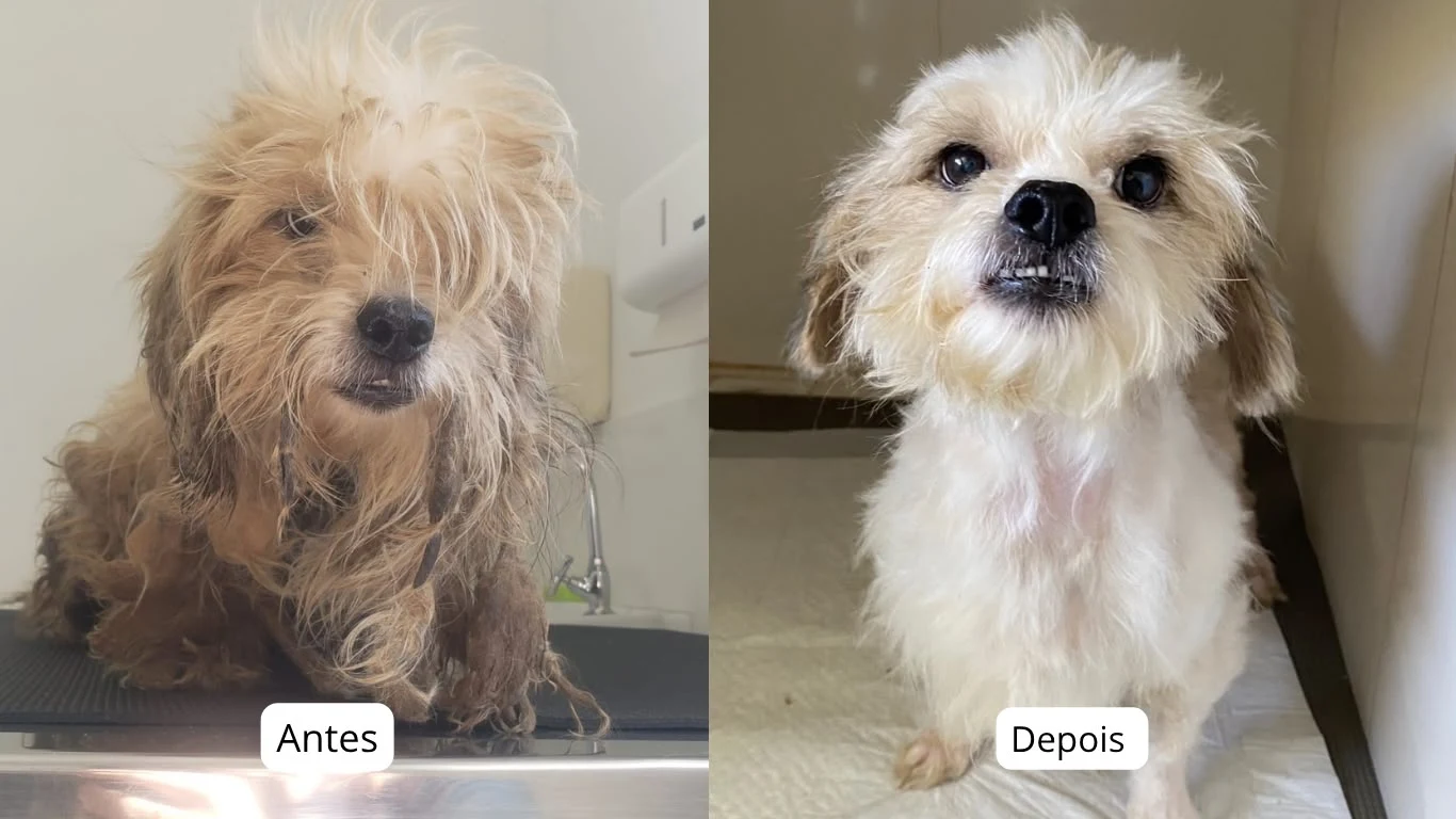 Tutora é presa em flagrante após cão ser resgatado por maus-tratos em Irati
