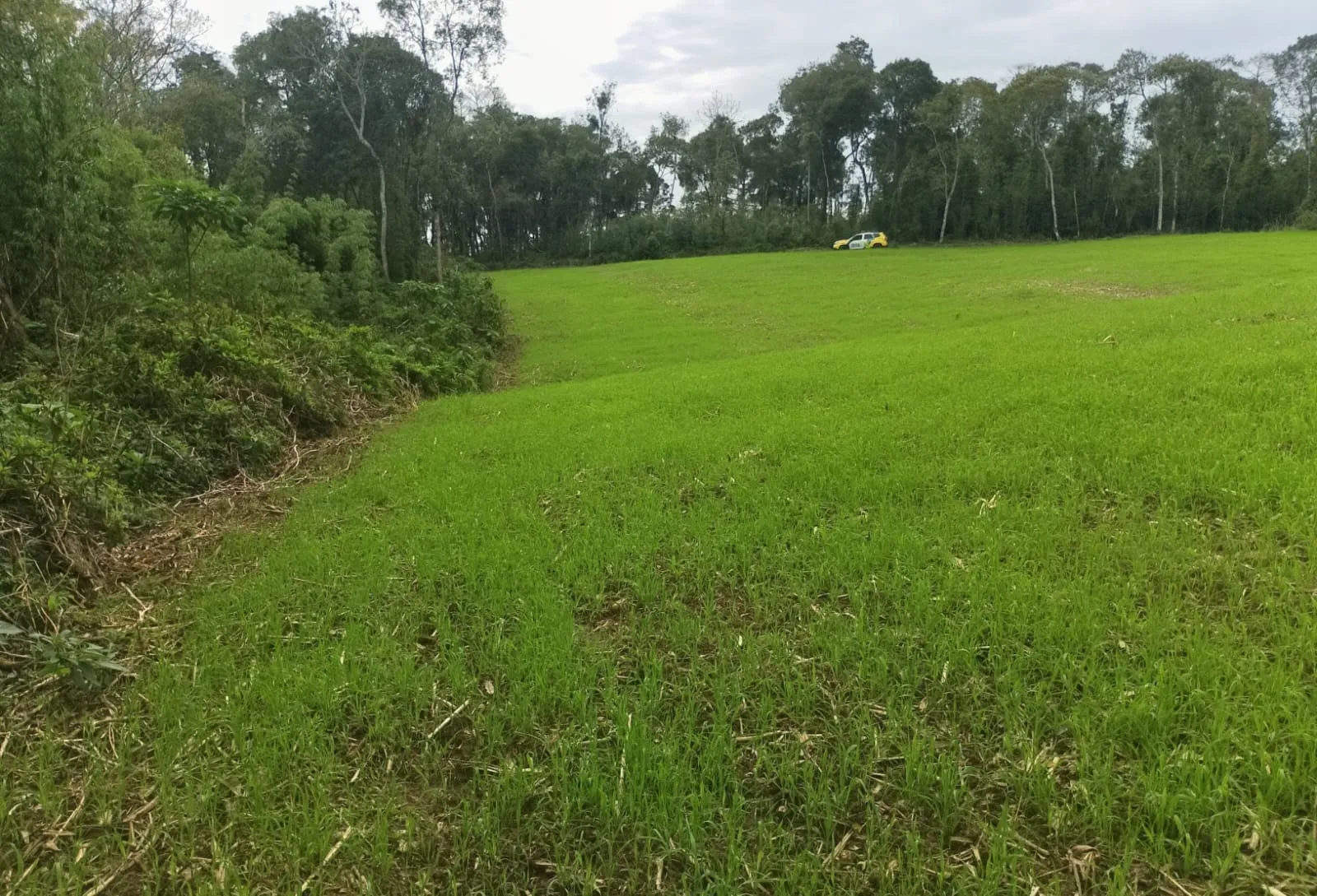 Corte de 63 araucárias e desmatamento de 1,53 hectare geram R$ 45,5 mil em multas em Mallet