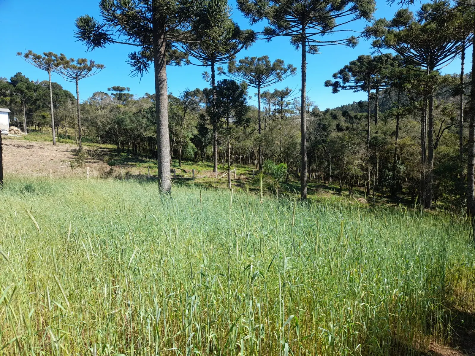 Fiscalização encontra danos à vegetação nativa e aplica multas de R$ 14 mil em Rio Azul