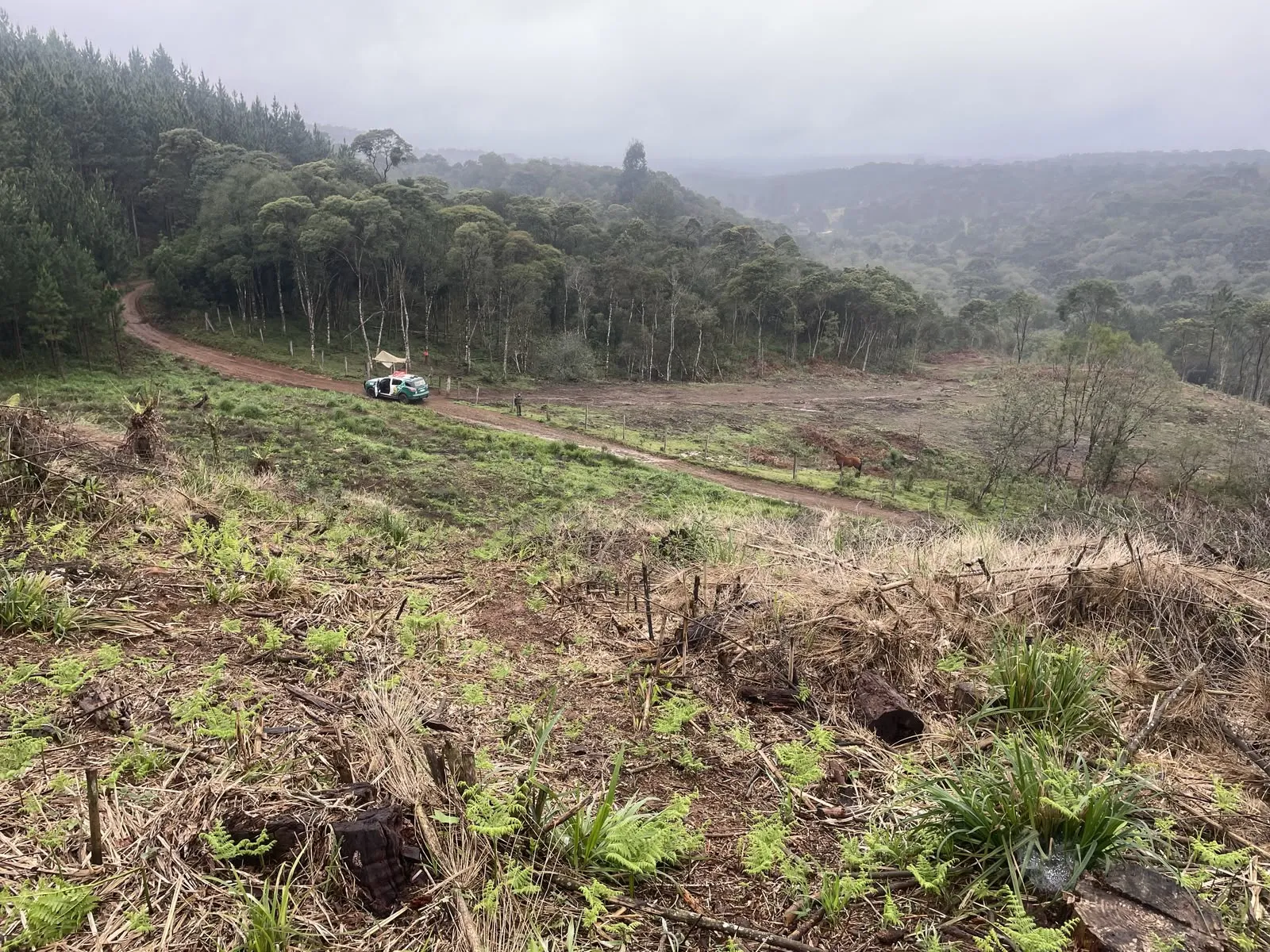 Fiscalização flagra destruição de 2,78 hectares de Mata Atlântica em Inácio Martins