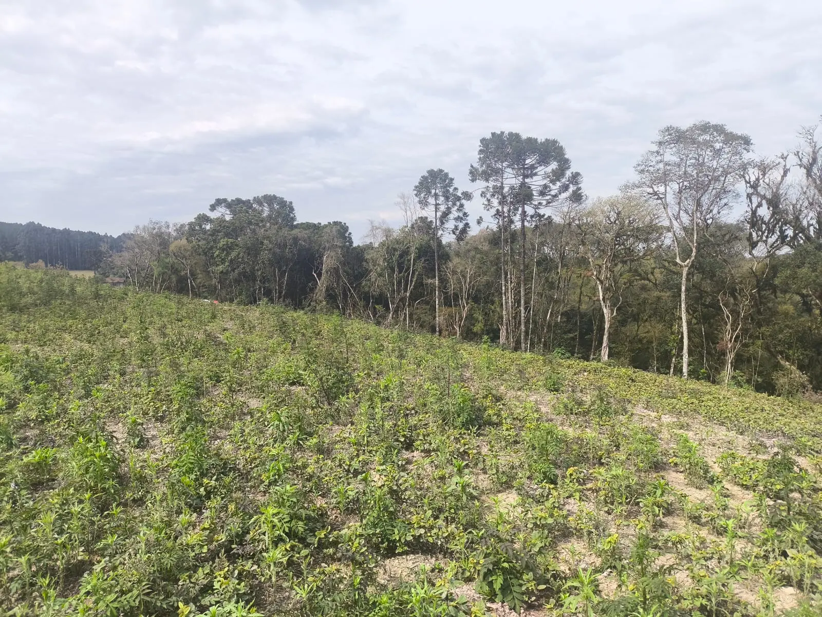 R$ 51 mil em multas: PM Ambiental constata irregularidades em área de Mata Atlântica em Imbituva