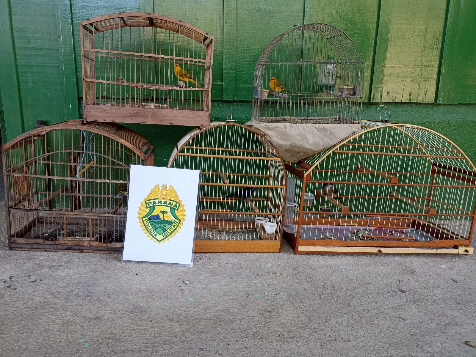 Denúncia leva à apreensão de cinco aves silvestres em São Mateus do Sul