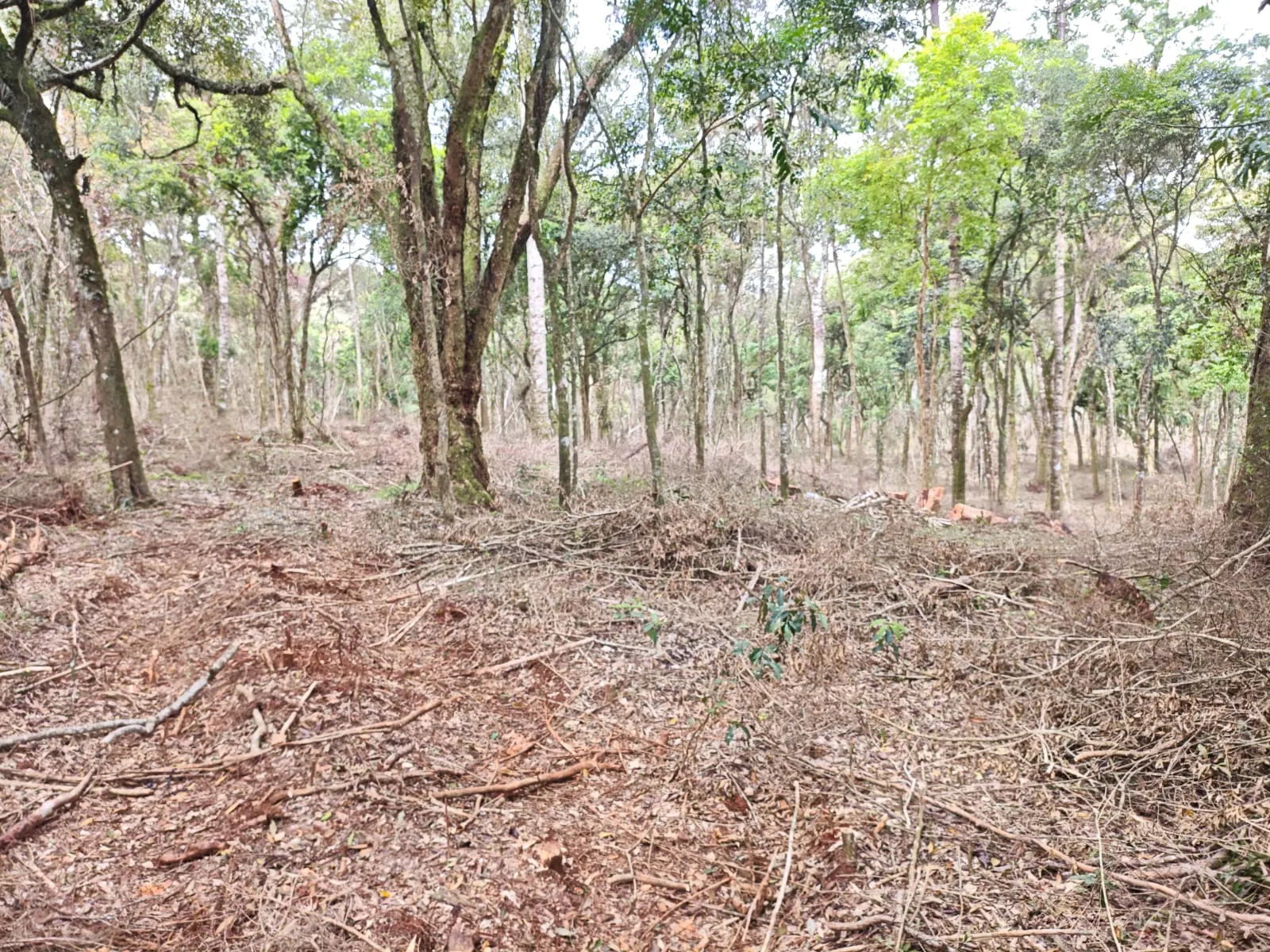 Corte de 40 araucárias e destruição de vegetação nativa geram R$ 55 mil em multas em Imbituva